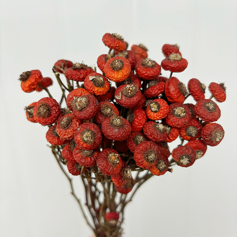 Eucalyptus Preserved - 10 Stück/Bündel Getrocknete Hagebuttenbeeren Natürliche Trockenblumen