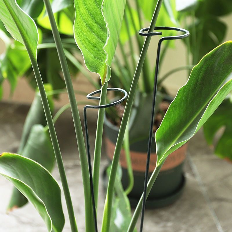 1/10 stücke Garten Unterstützu – Florist Supply Bulk Bewertung und Preis